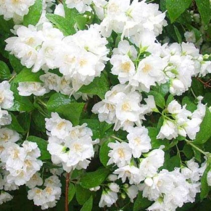 ДМБК Ацетат (Т) 5мл