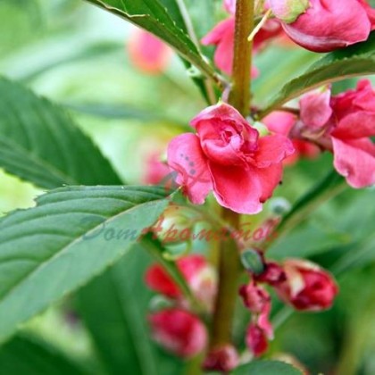 Бензилбензоат 5мл