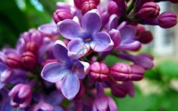 Терпинеол альфа 5мл