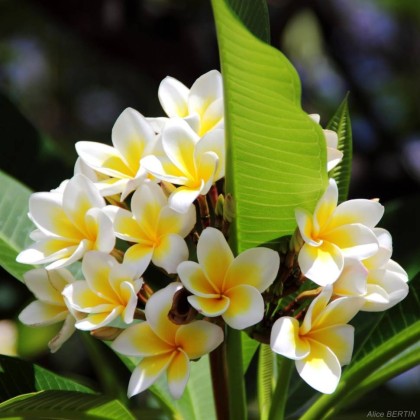 Отдушка "В СТИЛЕ "ТАНГО"