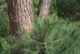 Кедровая кора база (MDF) 5мл