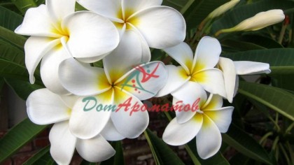 БЕНЗИЛСАЛИЦИЛАТ (BENZYLSALICYLATE)