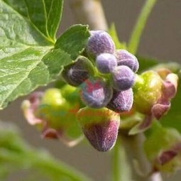 Тиоментон 0,1% в ДПГ (Thiomenthone) 5мл