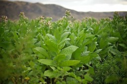 Перечный табак база (MDF) 5мл