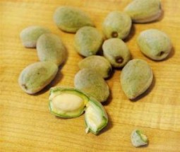 Персидский миндаль база 5мл