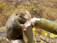 Siberia (Сибирь) База 5мл