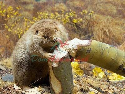 Siberia (Сибирь) База 5мл