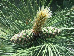 Сосны масло 10ml