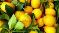 SICILIAN LEMON БАЗА 5мл