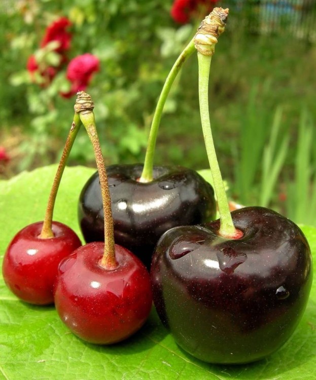 Отдушка "Вишня-Черешня"