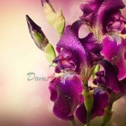 Бета-ионон 5мл