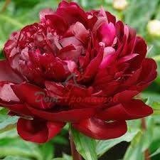 Пион база 5мл