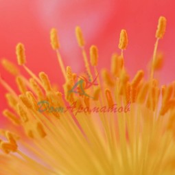 Бета-Нафтилизобутиловый эфир 50% ДПГ 5мл