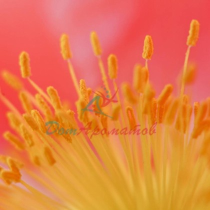 Бета-Нафтилизобутиловый эфир 50% ДПГ 5мл