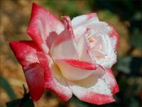 Отдушка "Цветущая роза" 