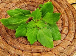 Погостемон база (MDF) 5мл