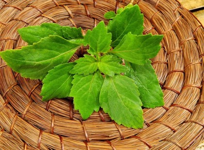 Погостемон база (MDF) 5мл