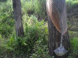 Турпентин 85% 5мл (Т)