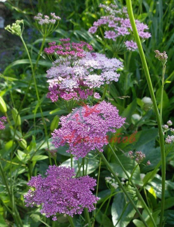 Анисовое масло 10мл