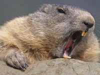 Techno-2 (Техно-2) база (MDF) 5мл