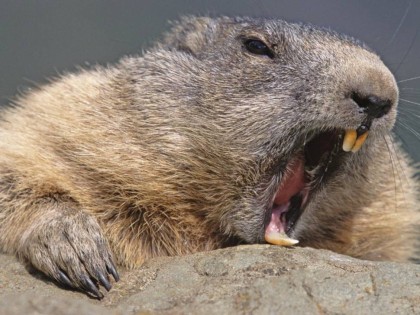 Techno-2 (Техно-2) база (MDF) 5мл