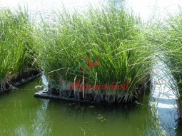 Terra Incognita (Терра Инкогнита) База  5мл