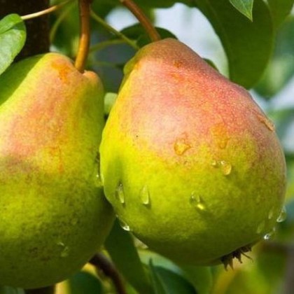 Отдушка "Груша летняя"