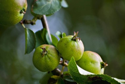 Отдушка "Дикое яблоко и зелень"